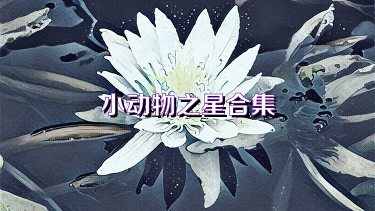 小动物之星合集