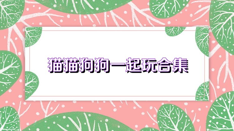 猫猫狗狗一起玩合集